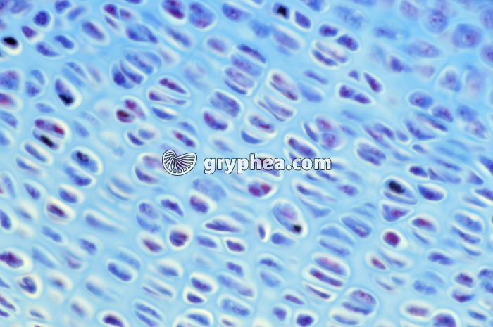 Cellules du cartilage ou chondrocytes x150 - gryphea.com